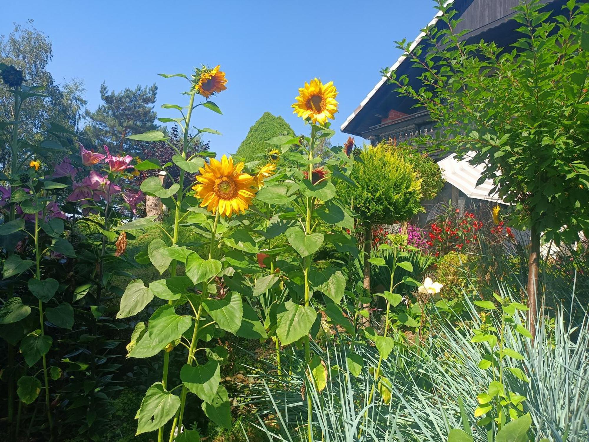 Hortus Apartament Z Klimatyzacja Boleslawiec  Buitenkant foto