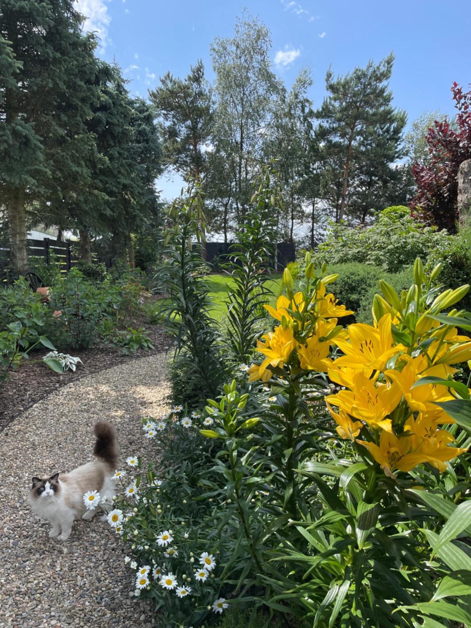 Hortus Apartament Z Klimatyzacja Boleslawiec  Buitenkant foto